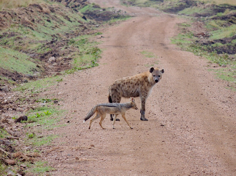 Cotis Safaris-内罗毕必去景点