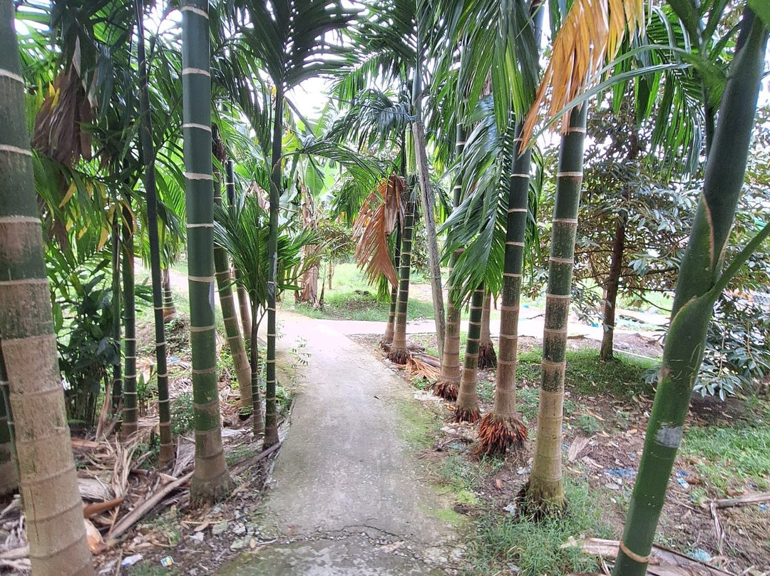 Linh Mekong Tour Can Tho-芹苴必去景点