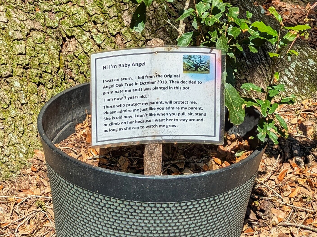 Angel Oak Tree-Johns Island必去景点