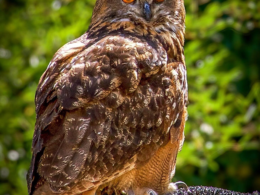 The Greenbrier Falconry-White Sulphur Springs必去景点