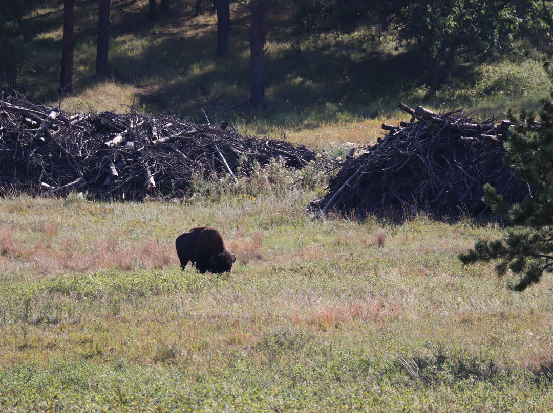 Wildlife Loop Road-卡斯特必去景点