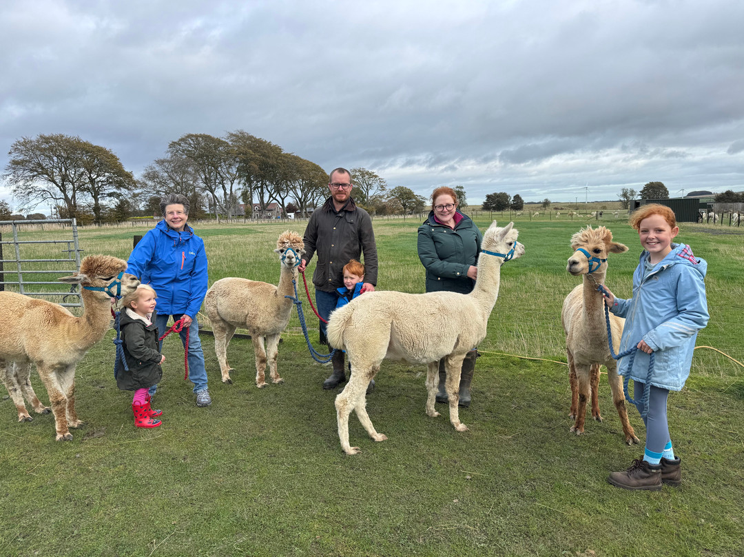 Bowbridge Alpacas Scotland-Peat Inn必去景点