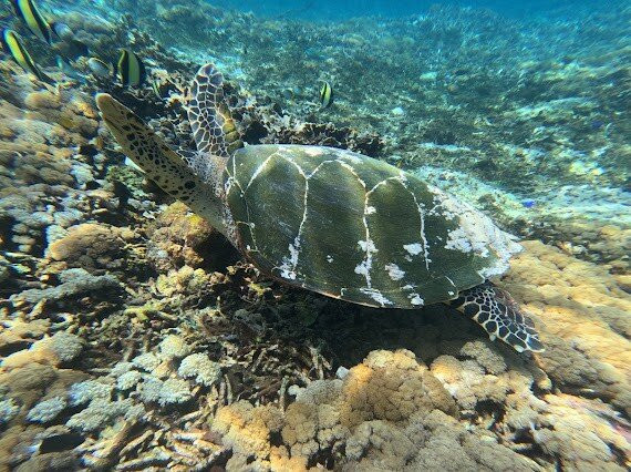 Best of Bali Tours-蓝梦岛必去景点