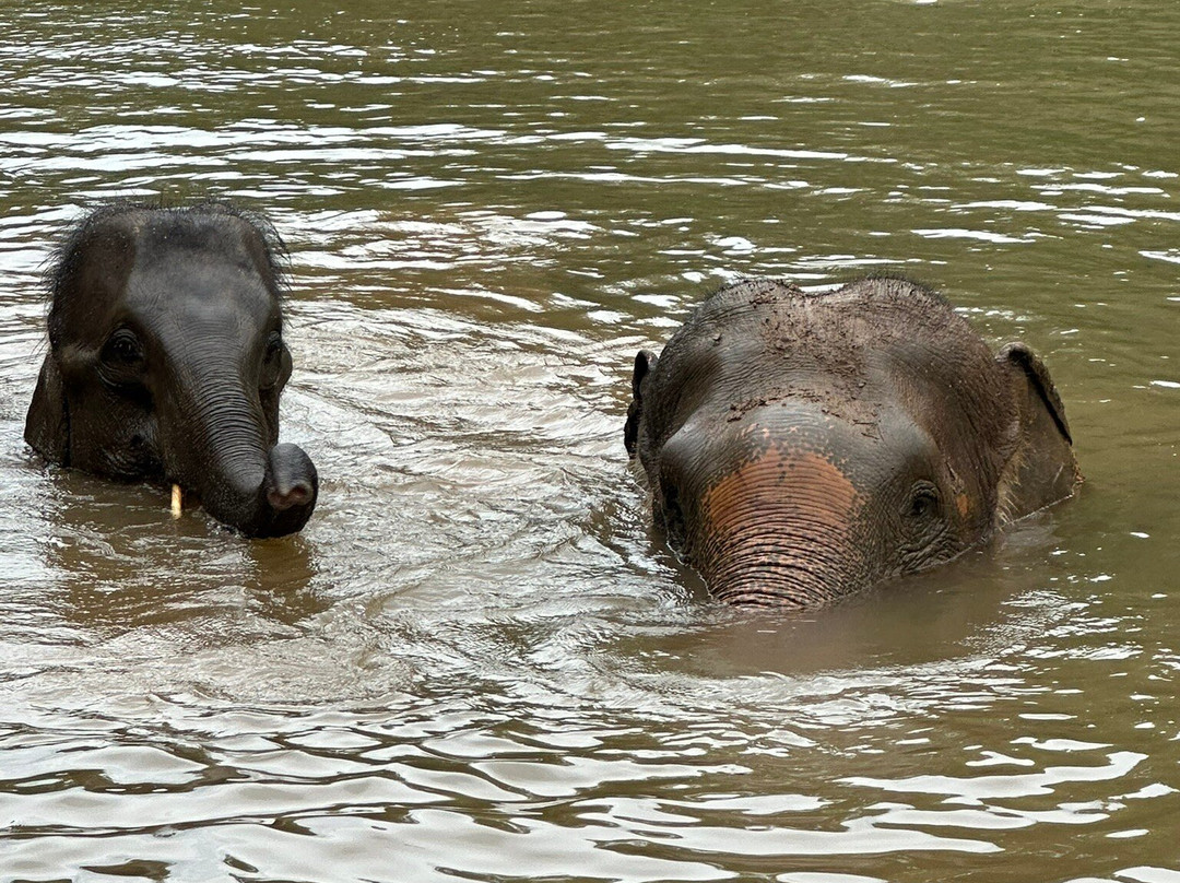 Elephant Haven-柿约必去景点