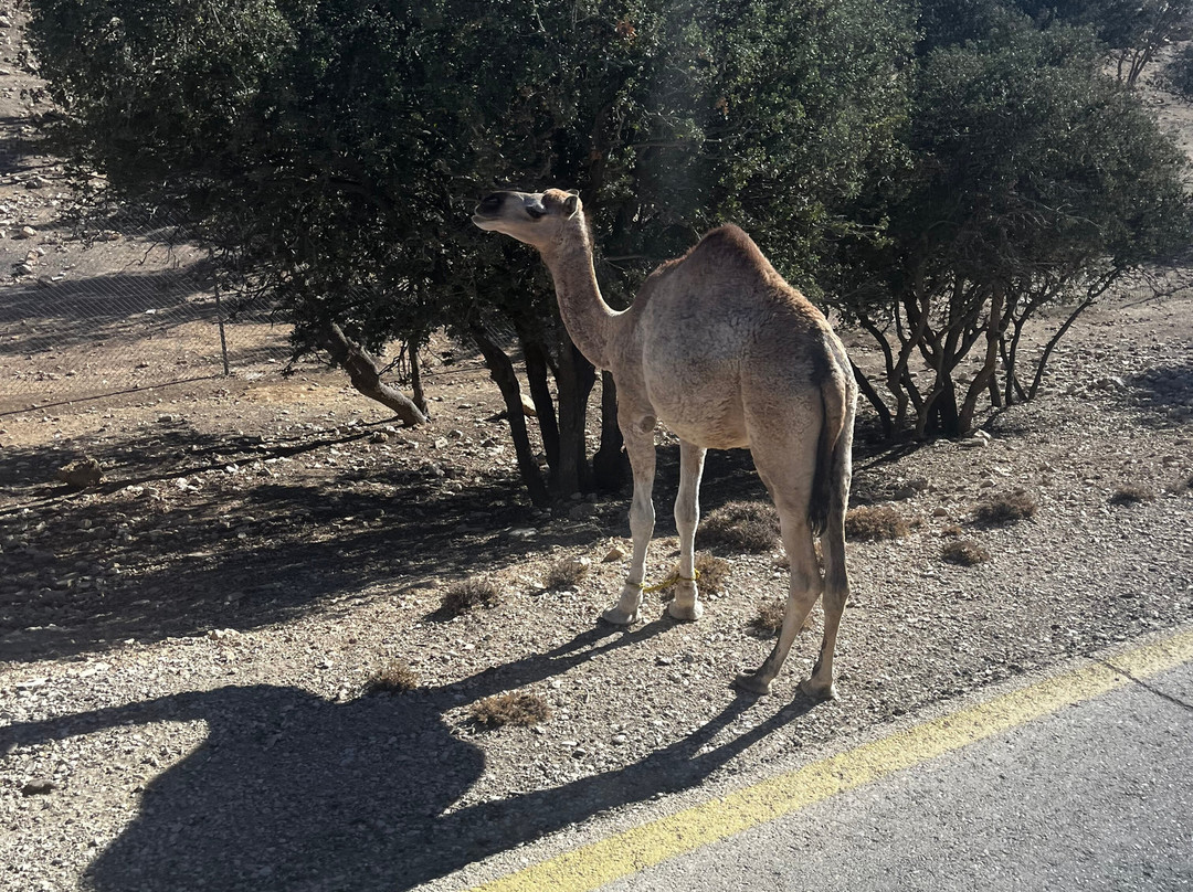 Jordan Experience tours-安曼必去景点