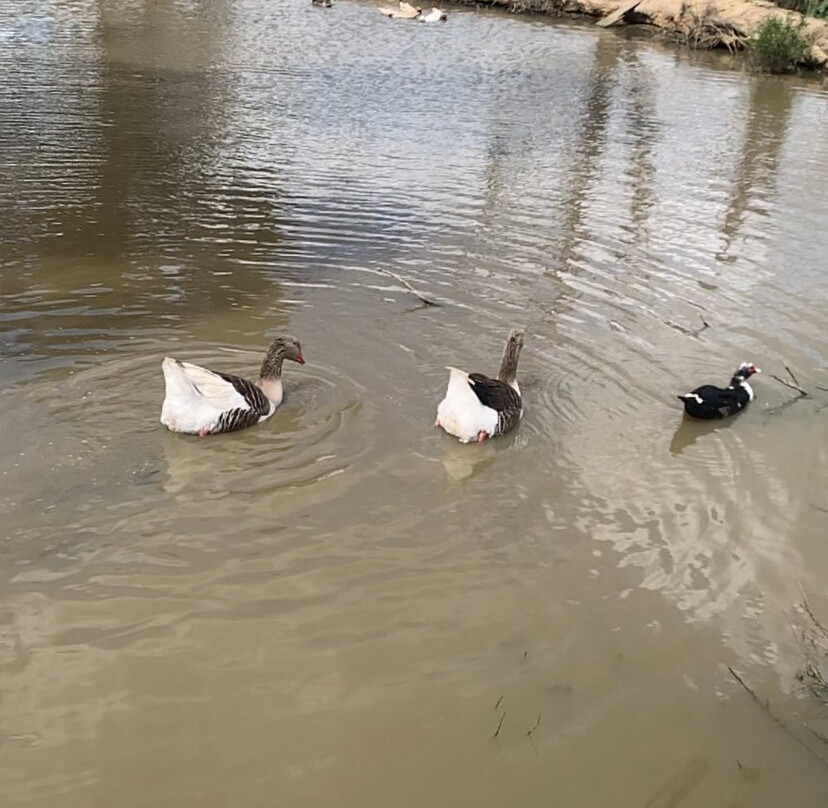 Chesterfield Farm-Scoresby必去景点