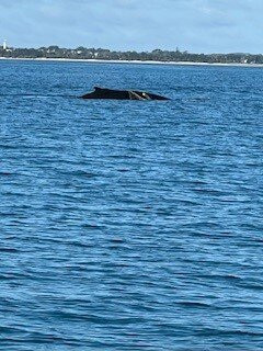 Blue Dolphin Marine Tours-尤兰根必去景点