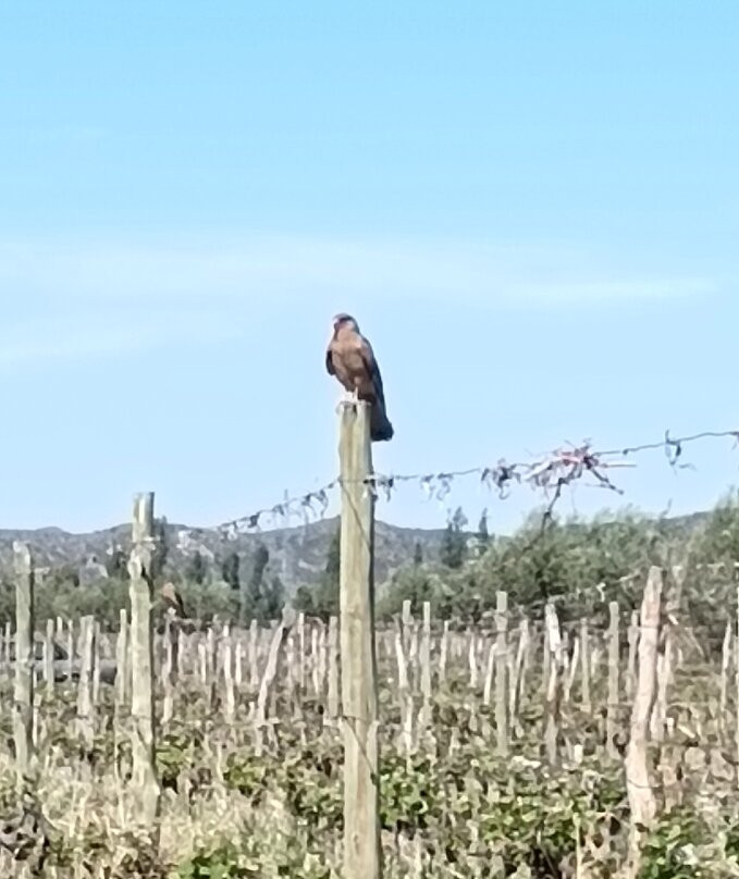 Bodega CarinaE-Maipu必去景点