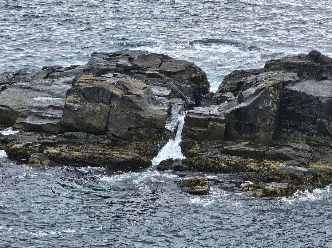 The Elliston Puffin Site-Elliston必去景点