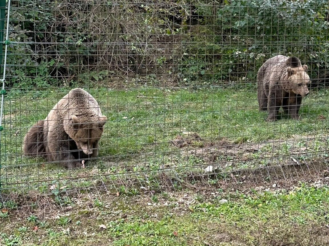 Libearty Bear Sanctuary Zarnesti-Zarnesti必去景点