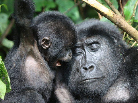 Gorilla Link Tours-坎帕拉必去景点