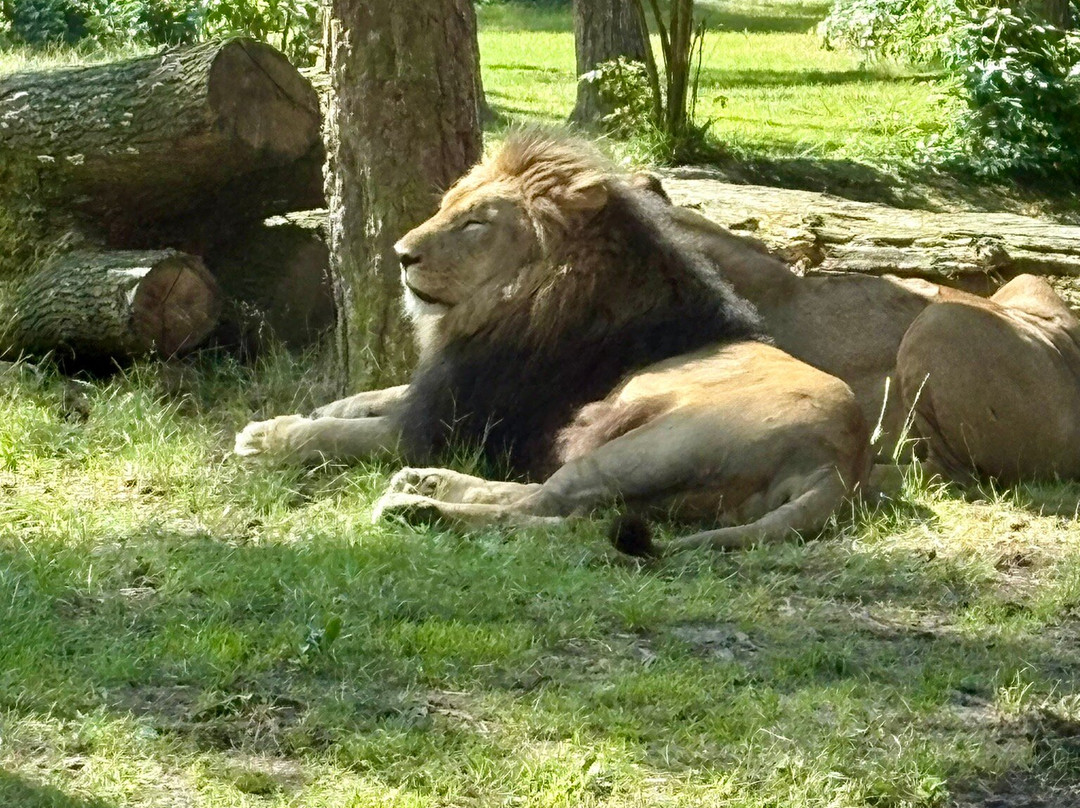 Serengeti-park Hodenhagen-Hodenhagen必去景点