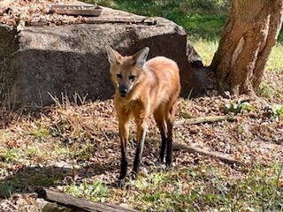 Oglebay Good Zoo-Wheeling必去景点