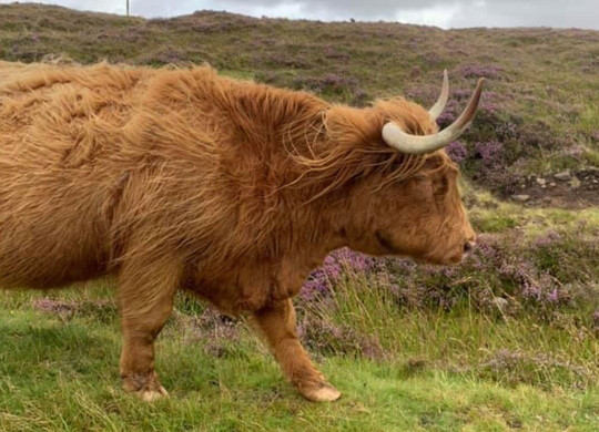 Macaulay Luxury Travel-因弗内斯必去景点