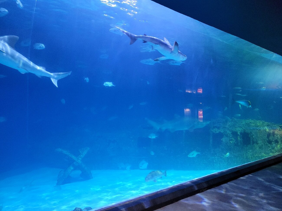 North Carolina Aquarium on Roanoke Island-Manteo必去景点