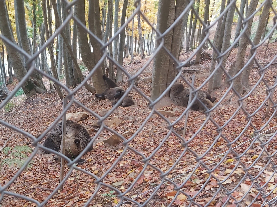 Arcturos Brown Bear Sanctuary-Nymfaio必去景点