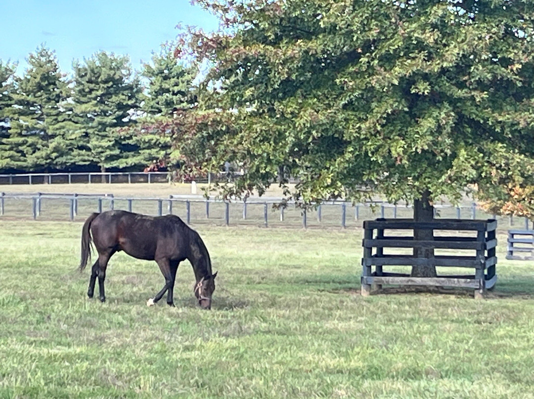 Mill Ridge Farm-列克星敦必去景点