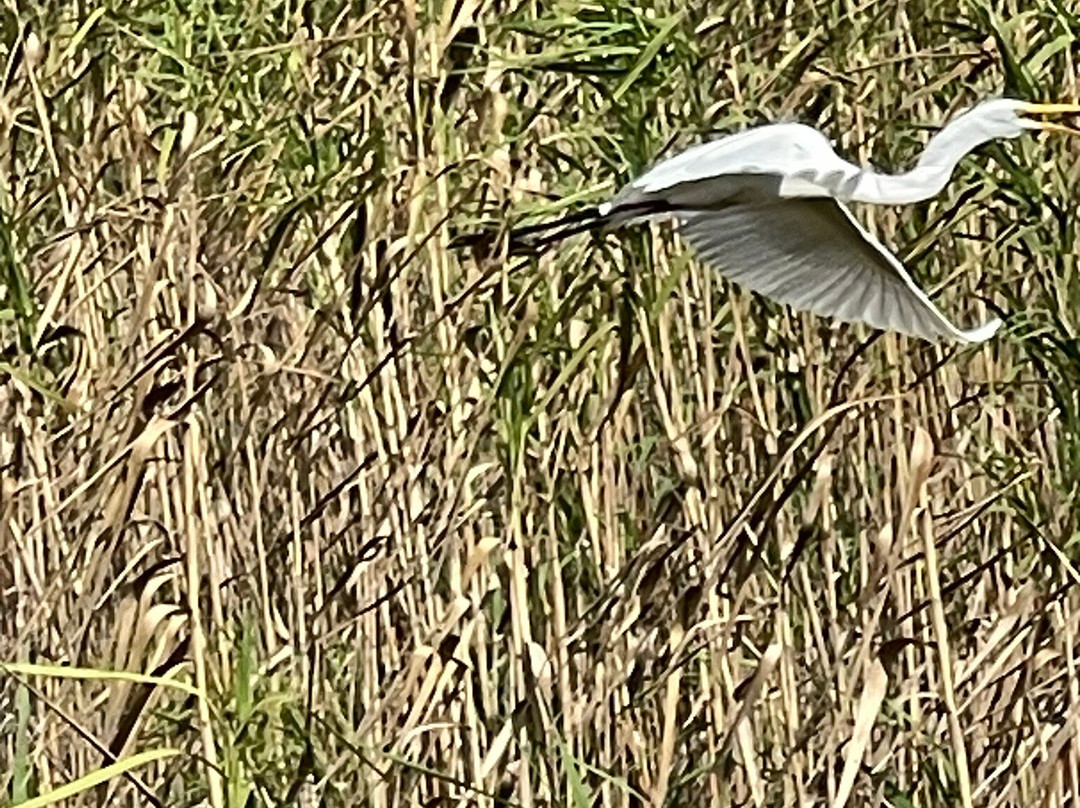 Wooten's Everglades Airboat Tour-奥乔皮必去景点
