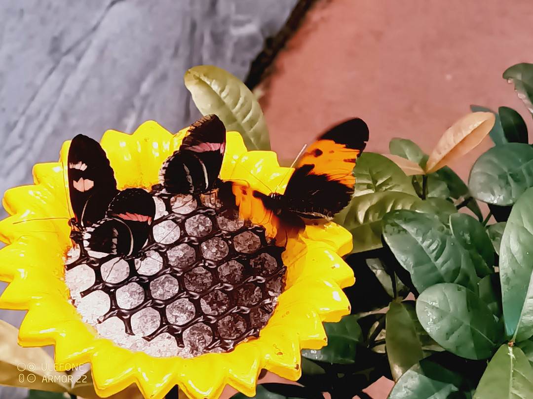 奥杜邦昆虫博物馆-新奥尔良必去景点