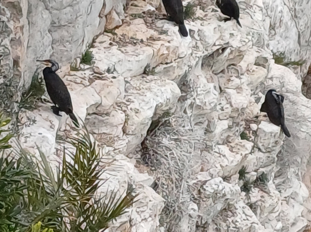 Jardines Castillo Peniscola-潘尼斯科拉必去景点