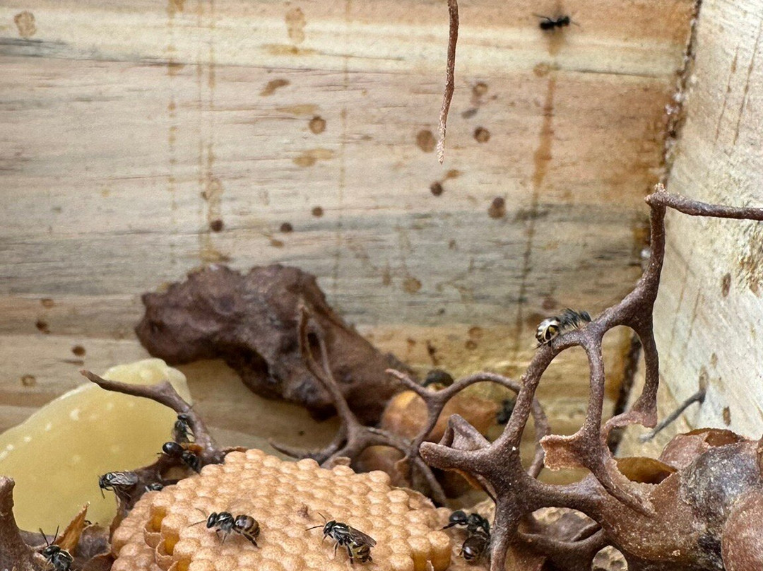 Chácara Kiwi da Serra-Balsa Nova必去景点