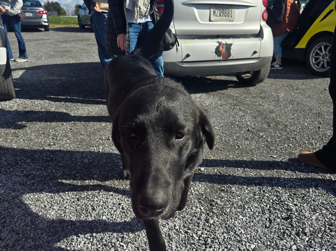Strasburg Scooter Tours-Strasburg必去景点