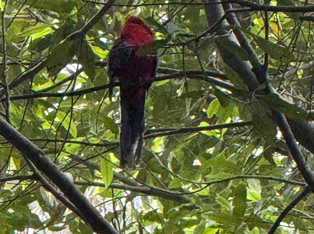 Blue Mountains Eco Tours-卡通巴必去景点