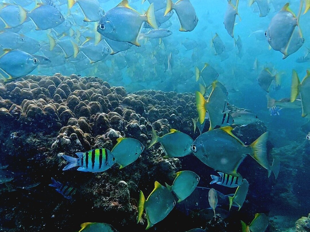 Nemo Diving Center - Fujairah-Dibba Al Fujairah必去景点