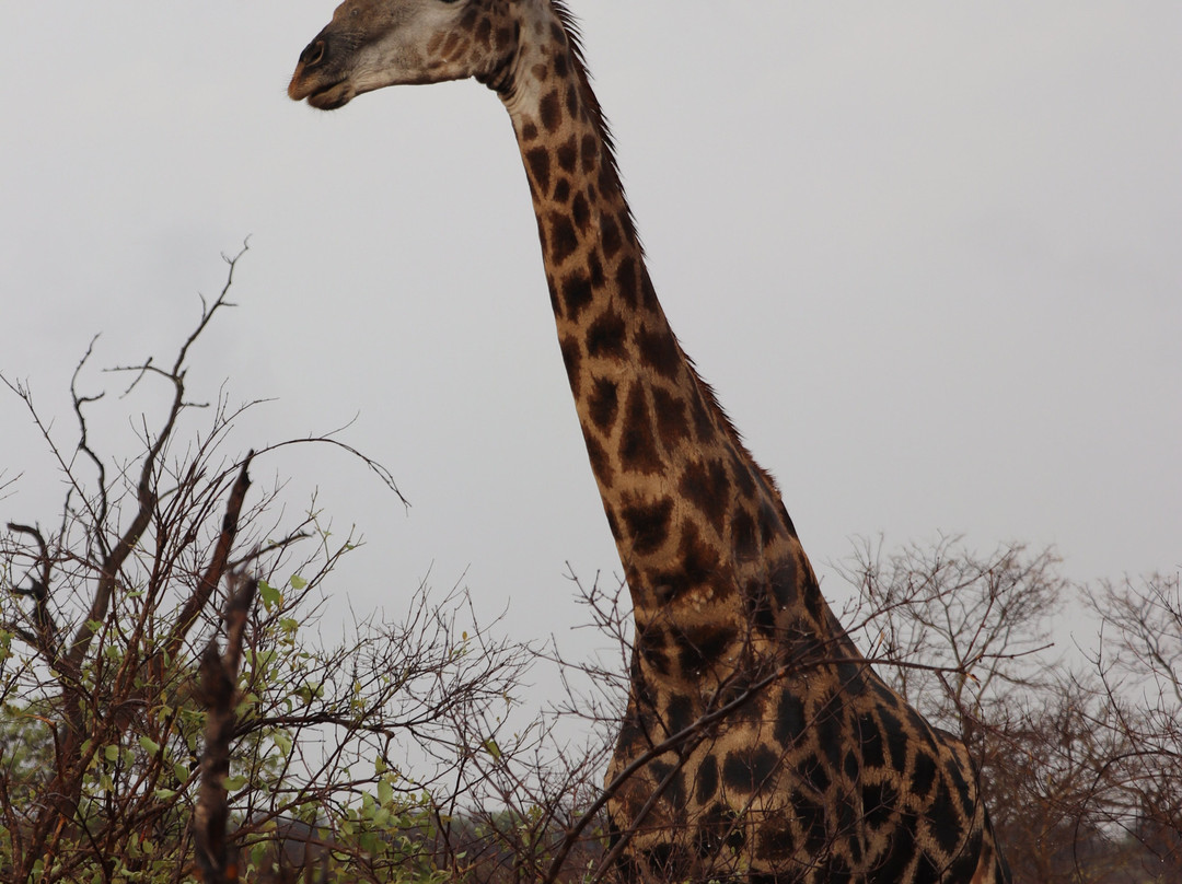 Chobe Day Trips-卡萨尼必去景点
