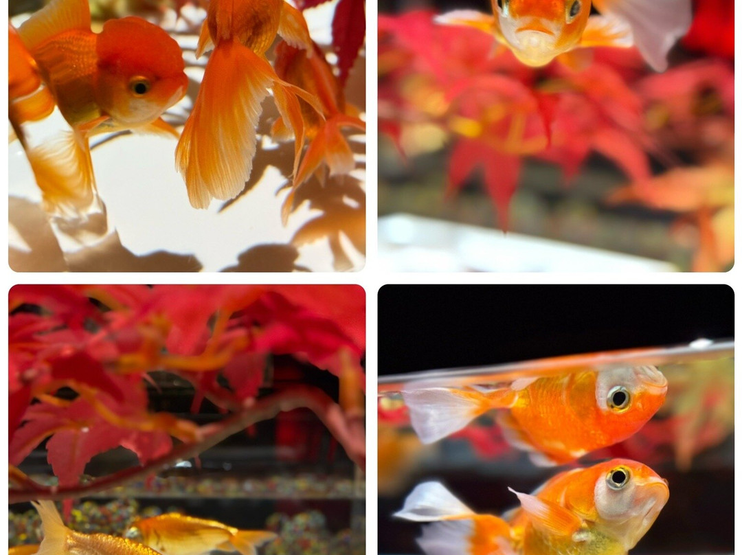 Art Aquarium-Ginza必去景点