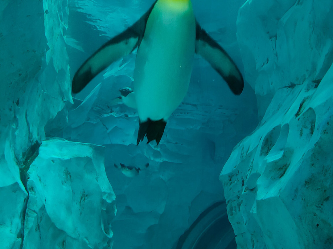 SeaWorld Yas Island Abu Dhabi-阿布扎比必去景点