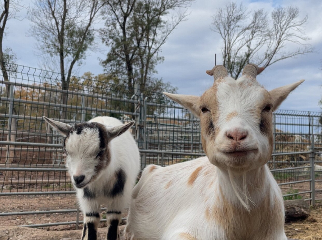 Les Animaux De Fairytale-Cap-d'Agde必去景点