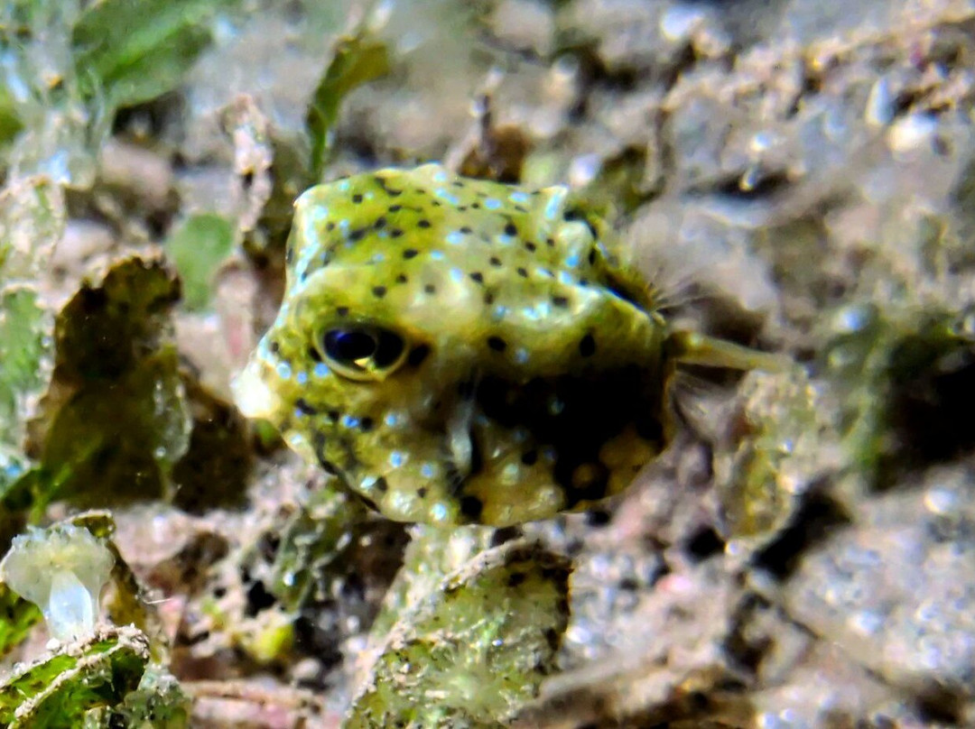 Ankermi Happy Dive Center-Maumere必去景点