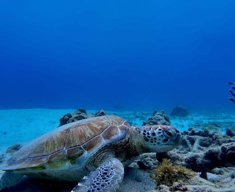 Fundiving Curacao-威廉斯塔德必去景点
