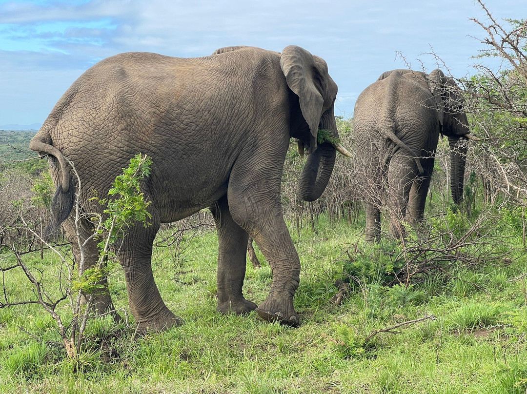 EuroZulu Guided Tours & Safaris-圣露西亚必去景点
