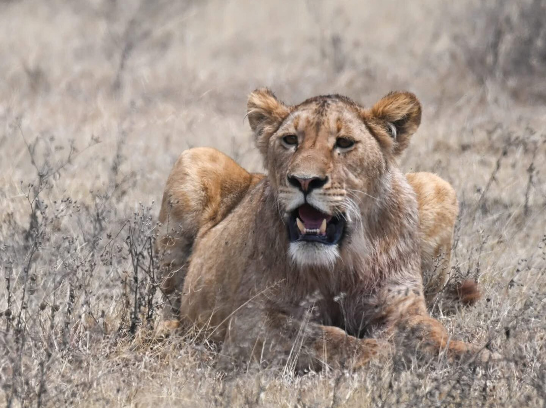DISCOVERY OUTDOORS KENYA-Langata必去景点