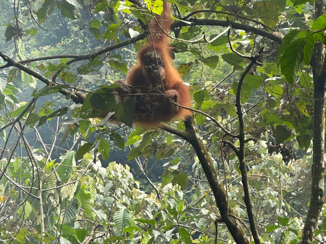 Bukit Lawang Adventure-武吉拉旺必去景点