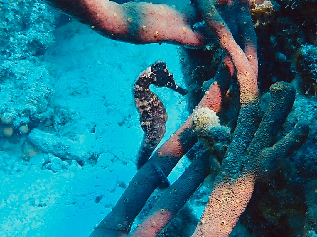 Captain Don's Habitat主图