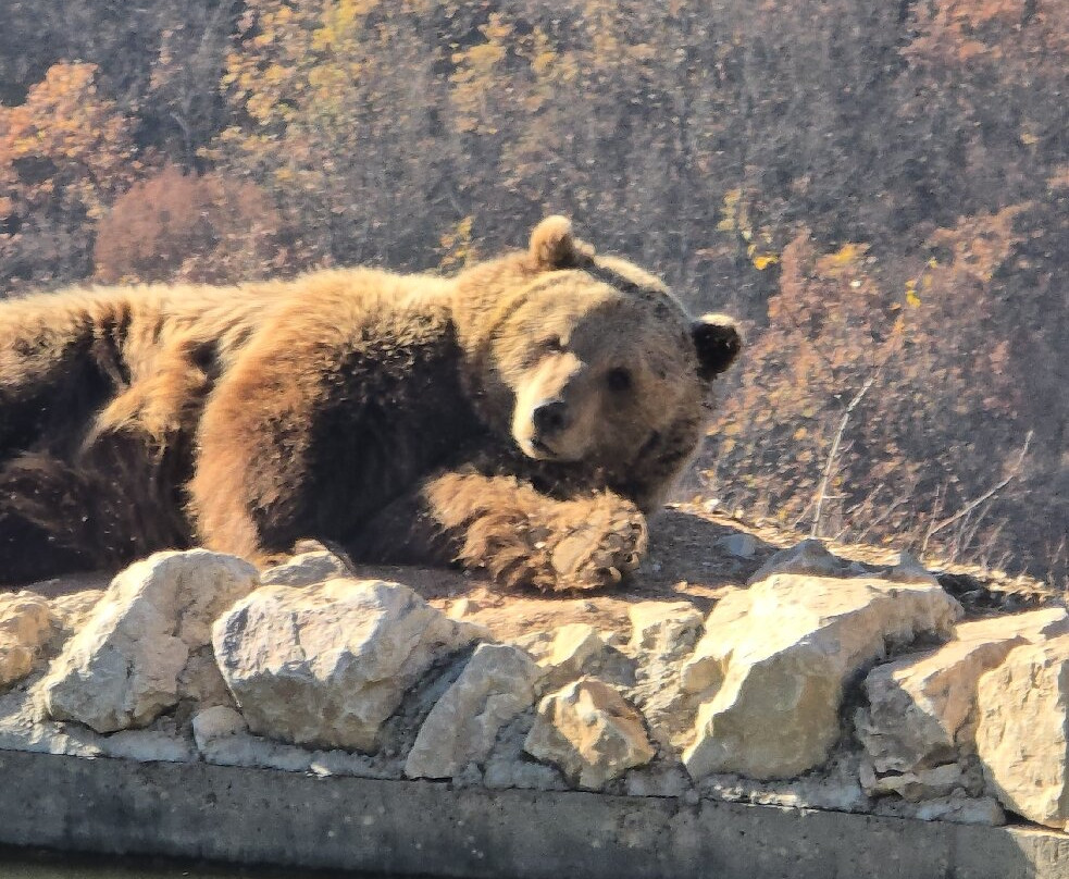 BEAR SANCTUARY Prishtina-普里什蒂纳必去景点