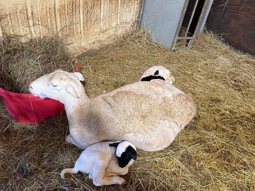 Cress Creeks Farm And Corn Maze-Ellijay必去景点