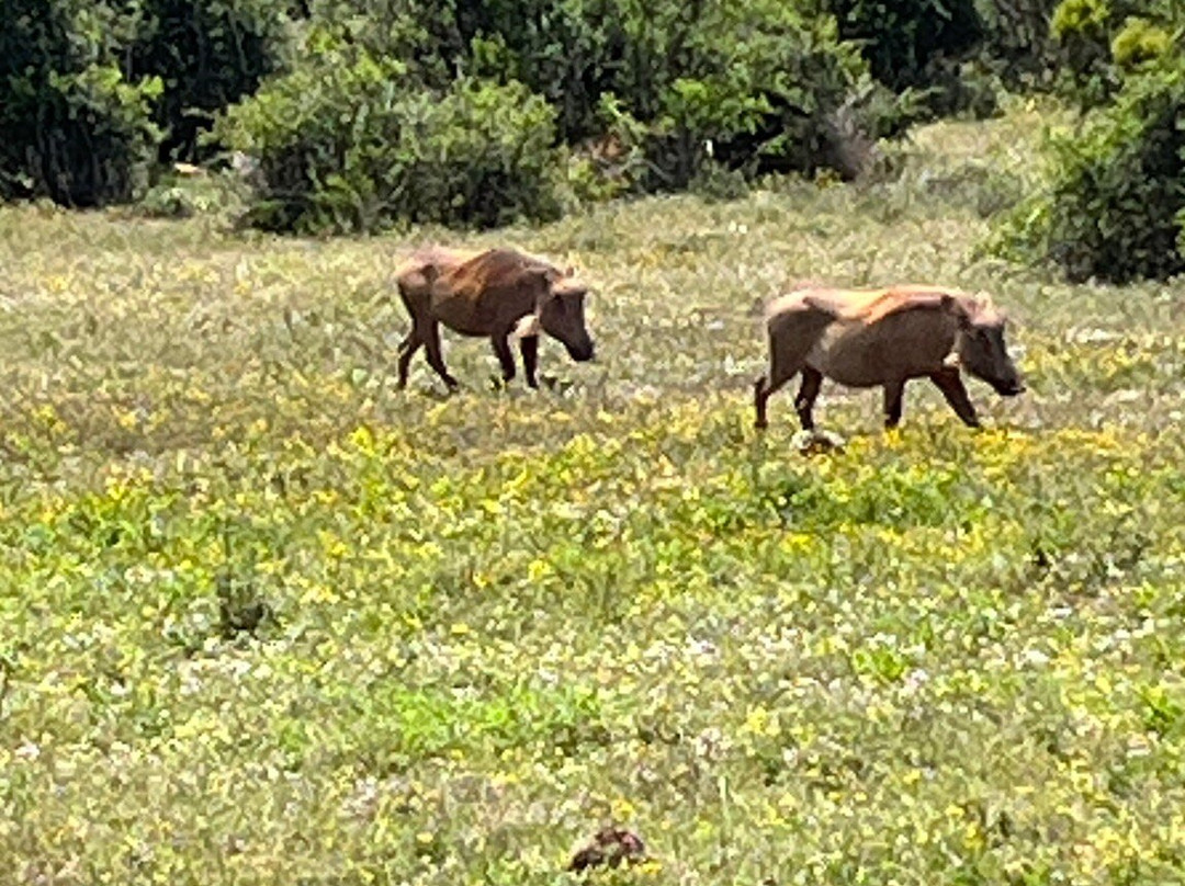Addo Ventures Guided Safaris-伊丽莎白港必去景点