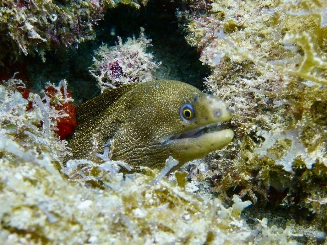 Nautica Plongee Caraibes-Pointe-Noire必去景点