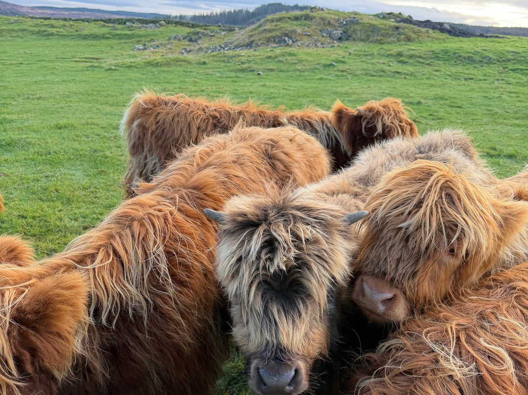 Kitchen Coos & Ewes-New Luce必去景点