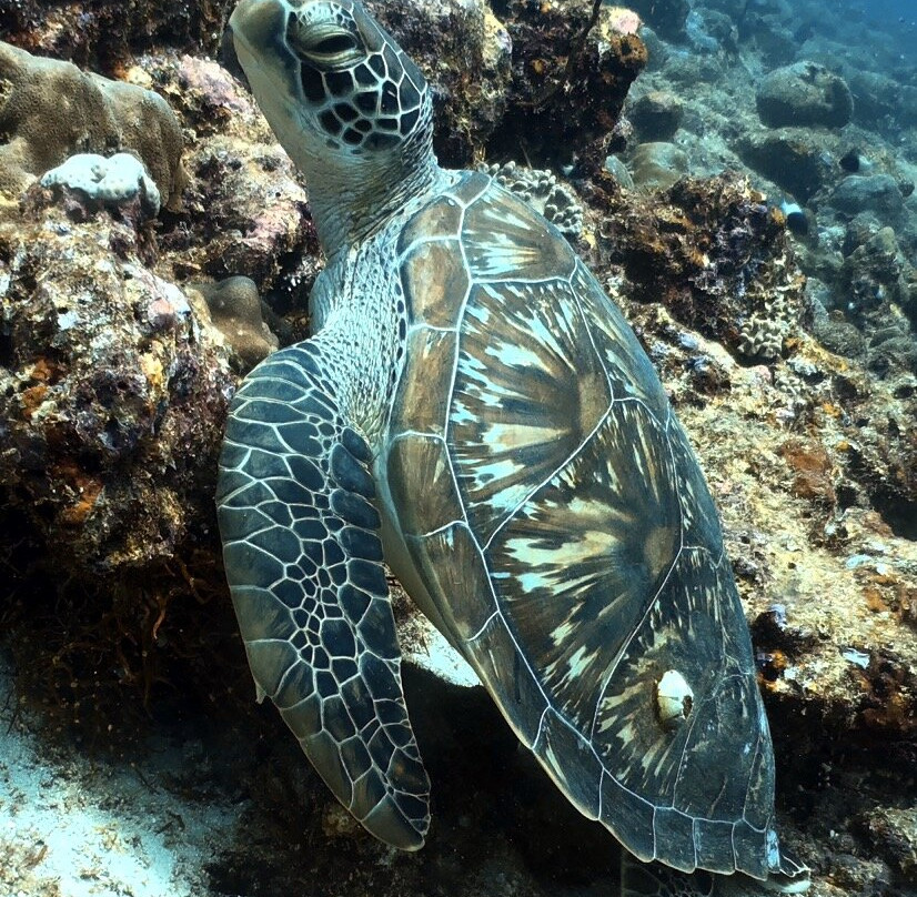 DivePoint Rannalhi-绚丽岛必去景点