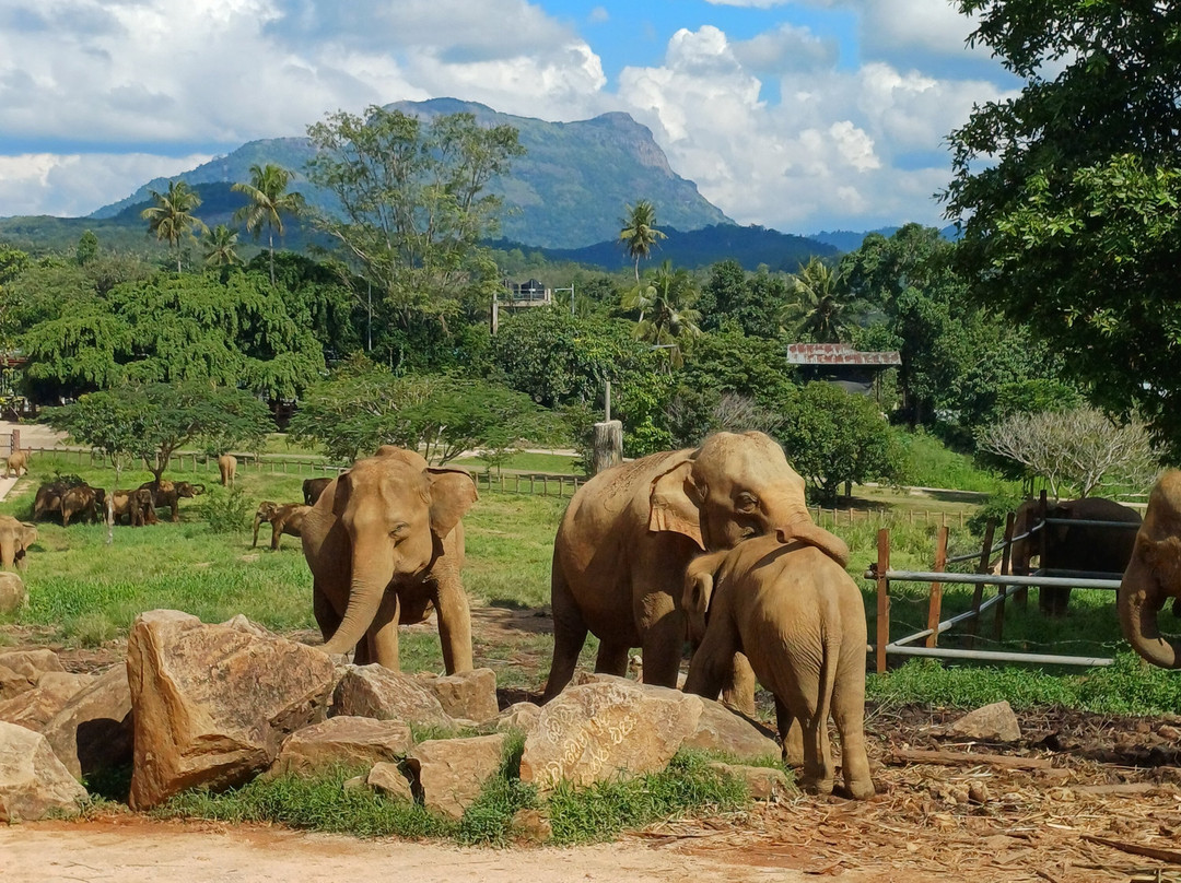 V Travel Sri-Lanka Excursions-科斯戈德必去景点