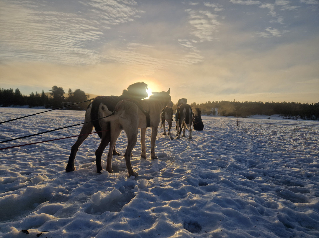 Bohemian Lucky Bastards