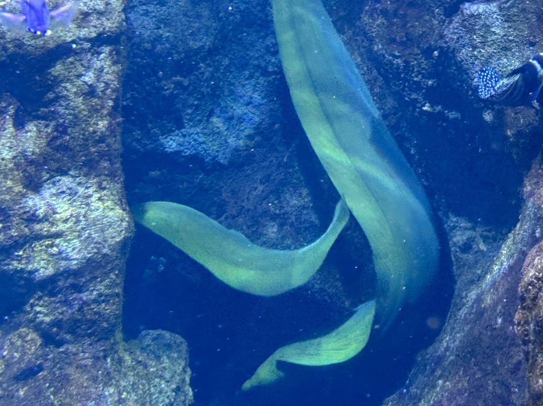 Aquarium de la Guadeloupe-Le Gosier必去景点