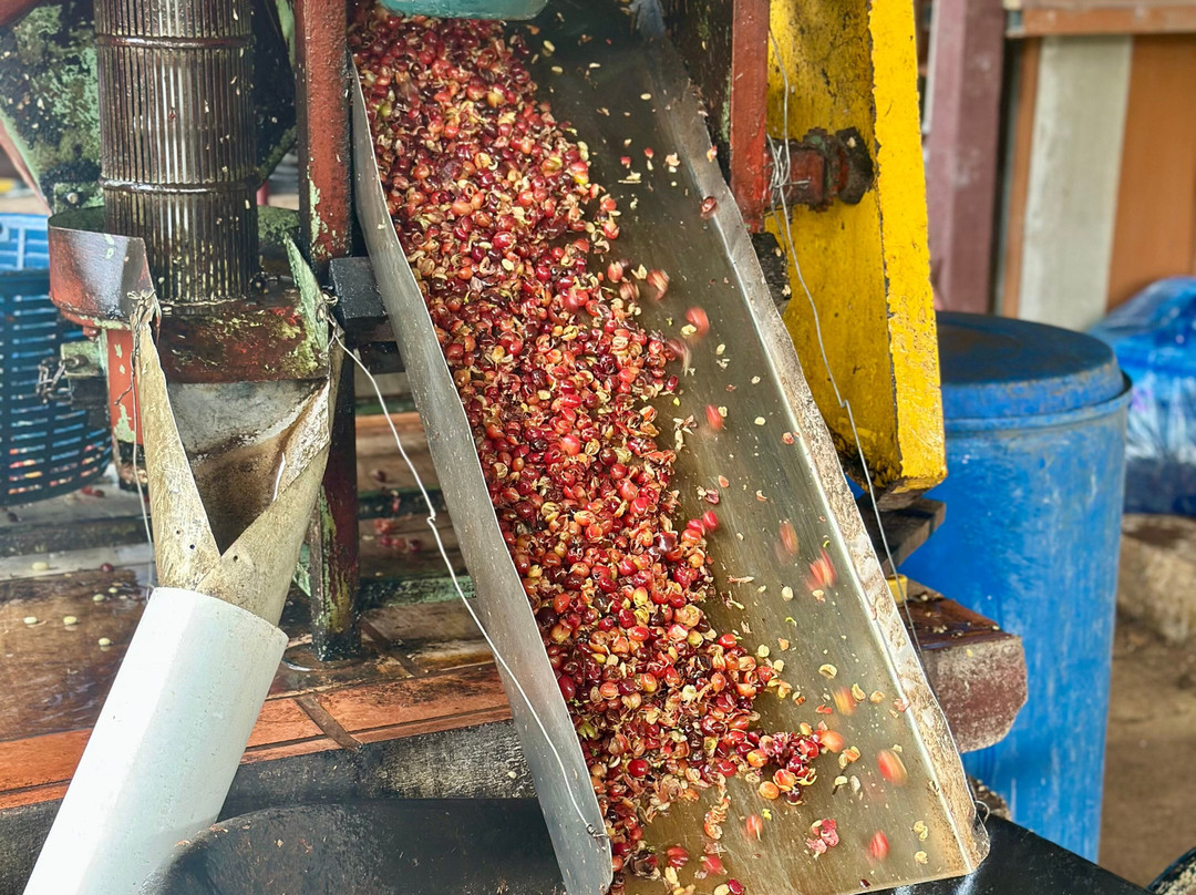 El Toledo Coffee Tour-Atenas必去景点