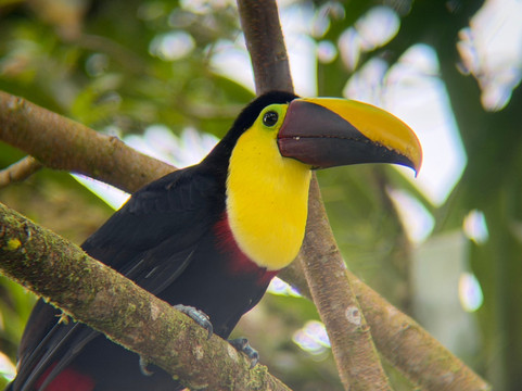 ARON THE BIG PAPI AMAZING ADVENTURE-利比里亚必去景点