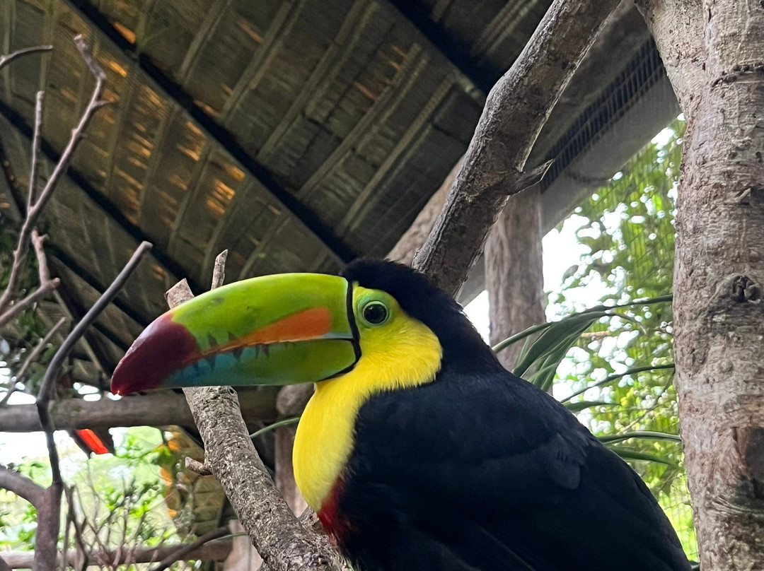 Academia Tica-圣何塞必去景点